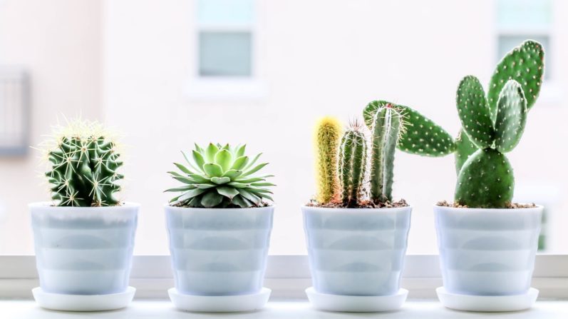 Gardening: For Green-Fingered People 3 Cactus and Succulent Care Tips for Beginners