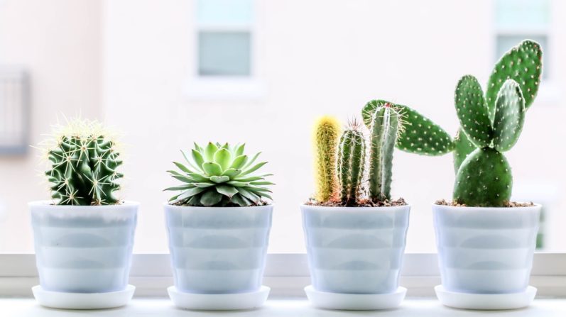 Cactus and Succulent Care Tips for Beginners