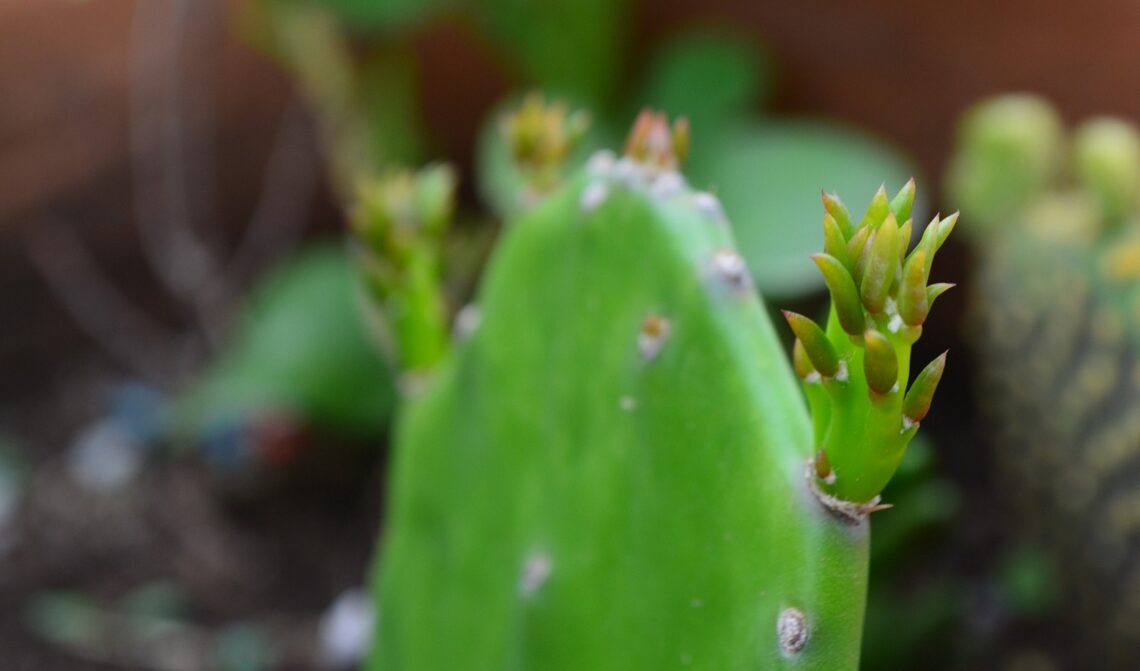 Cactus And Succulent Care Tips Guide For Beginners Money For My Beer