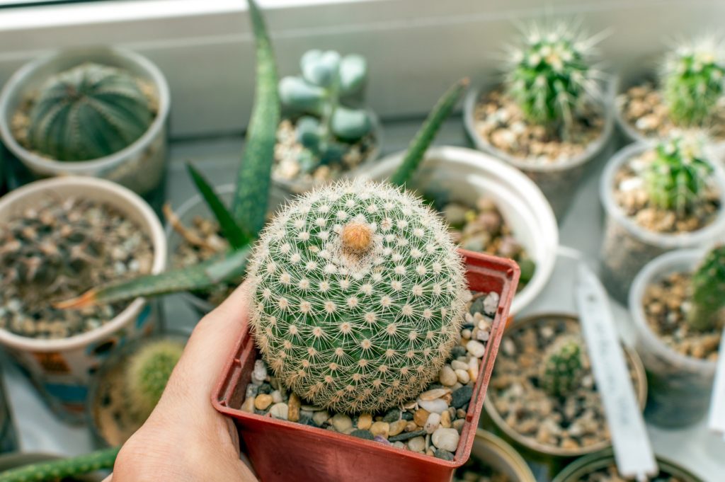Cactus And Succulent Care Tips Guide For Beginners 8 Soil and Drainage: Beautiful image of a cactus bud blooming