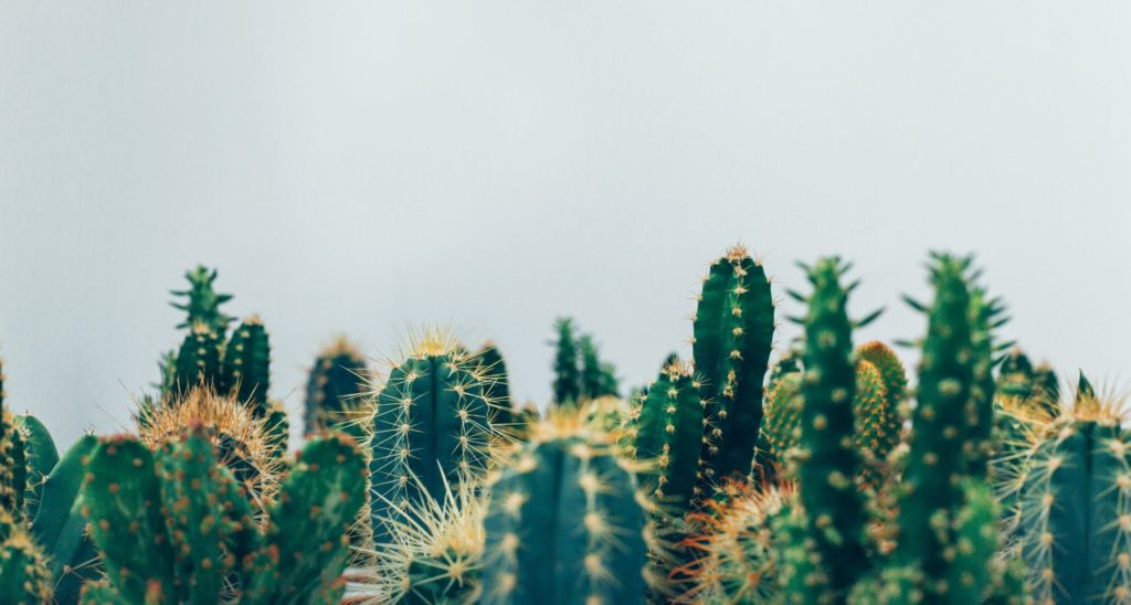 Cactus And Succulent Care Tips Guide For Beginners 3 cactus