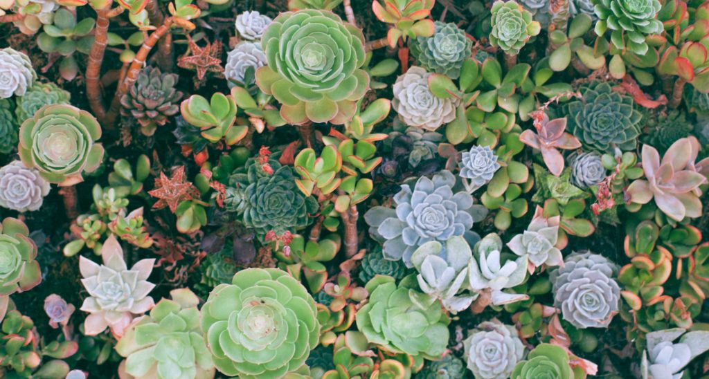 Cactus And Succulent Care Tips Guide For Beginners 2 succulent