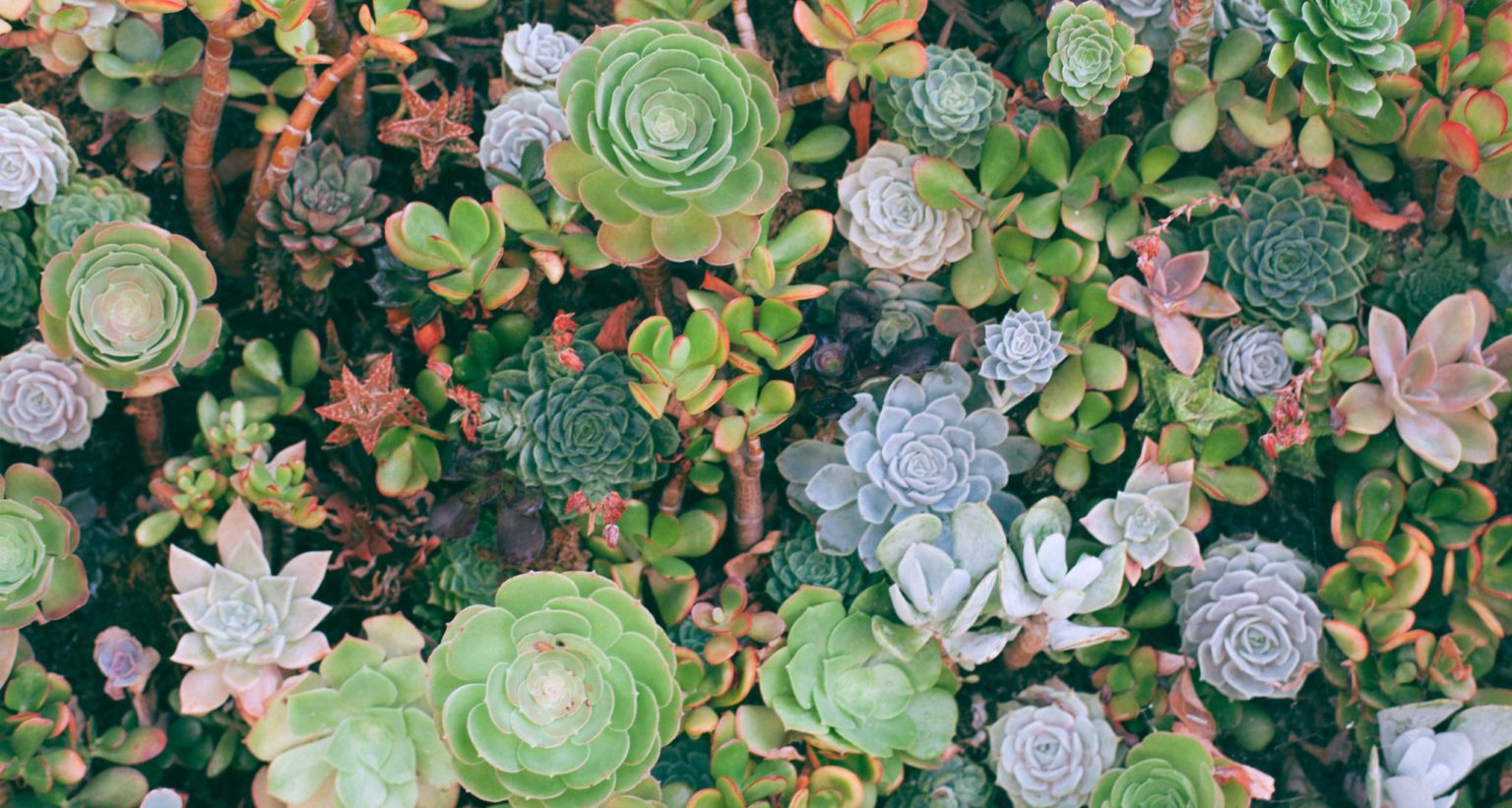 Cactus And Succulent Care Tips Guide For Beginners Money For My Beer