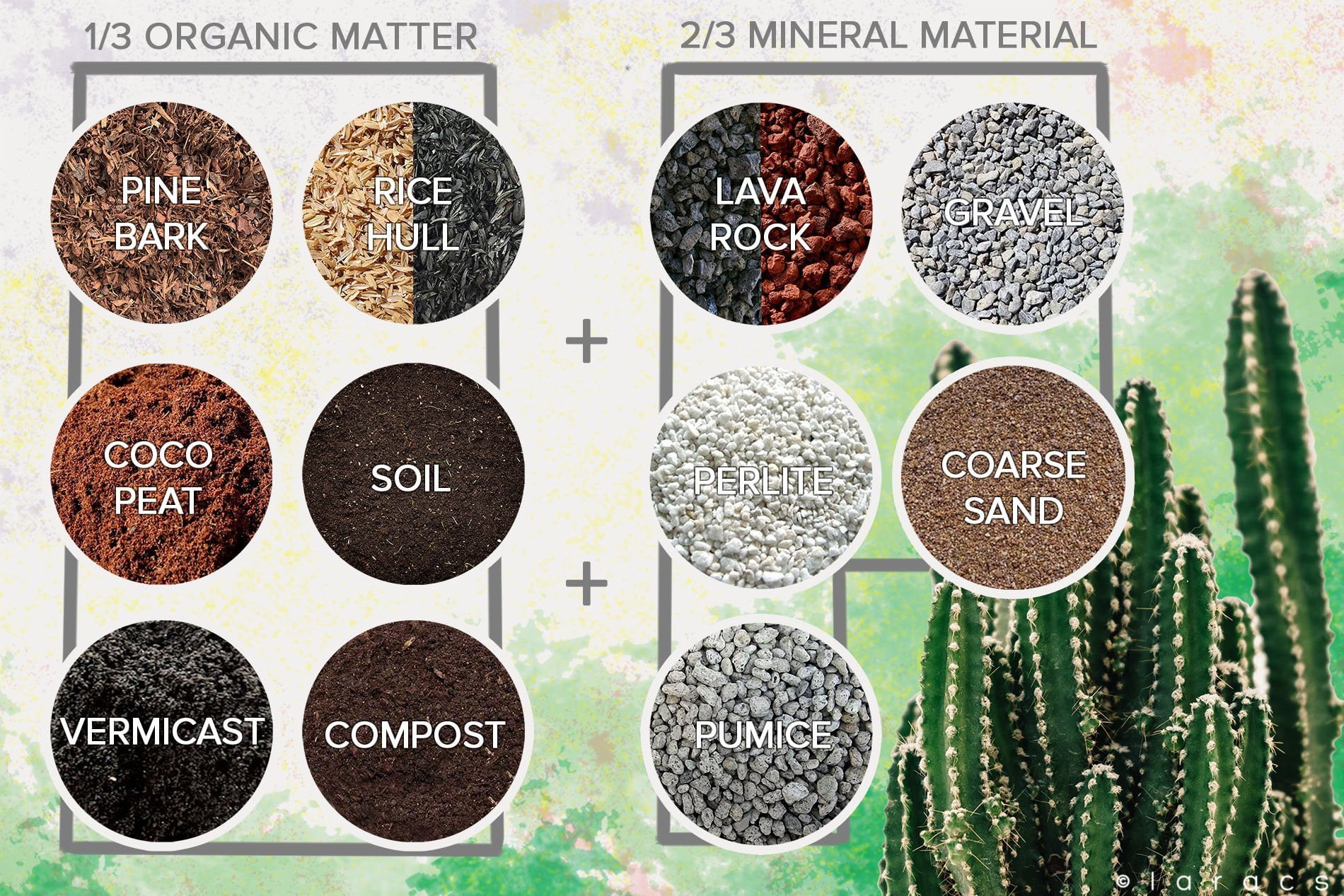 Cactus And Succulent Care Tips Guide For Beginners Money For My Beer