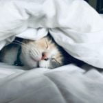 Lifestyle: Food, Wellness, Personal Care and Everyday Life 3 Reasons for Excessive Daytime Sleepiness