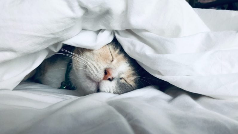 All The Other Things 9 Reasons for Excessive Daytime Sleepiness