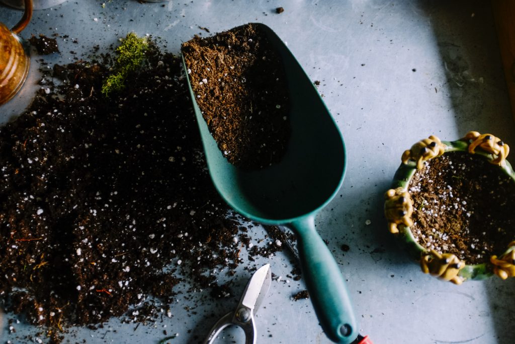 Cactus And Succulent Care Tips Guide For Beginners 9 Mixing a good soil combination