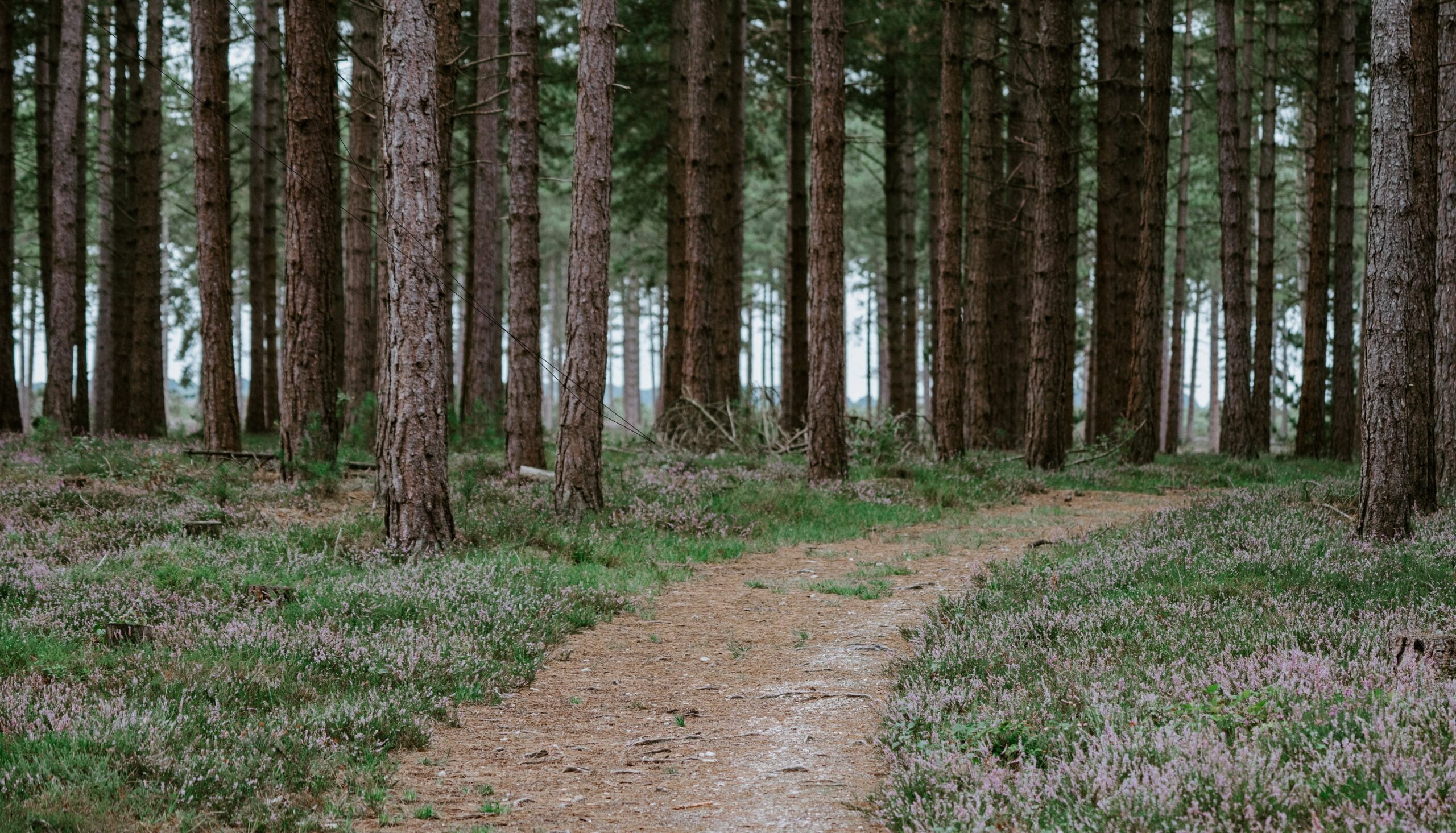 11 Best Places To See In Britain This Autumn 4 Britain This Autumn In New Forest National Park