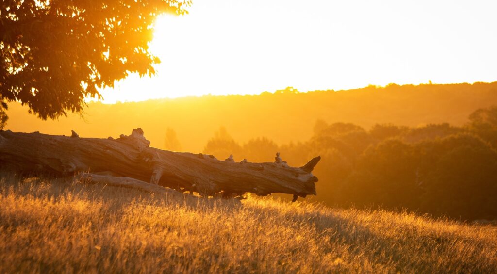 11 Best Places To See In Britain This Autumn 2 Britain This Autumn In Richmond Park, London