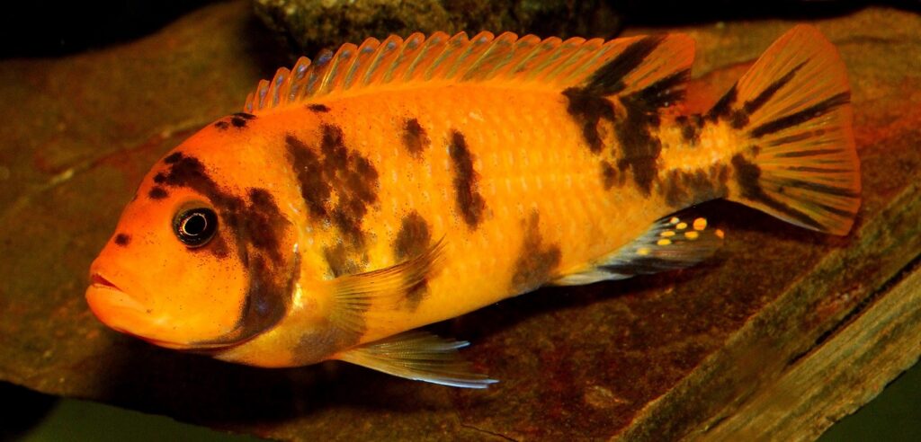 Choosing The Right Fish Food: A Guide To A Healthy And Happy Fish 9 African Cichlids