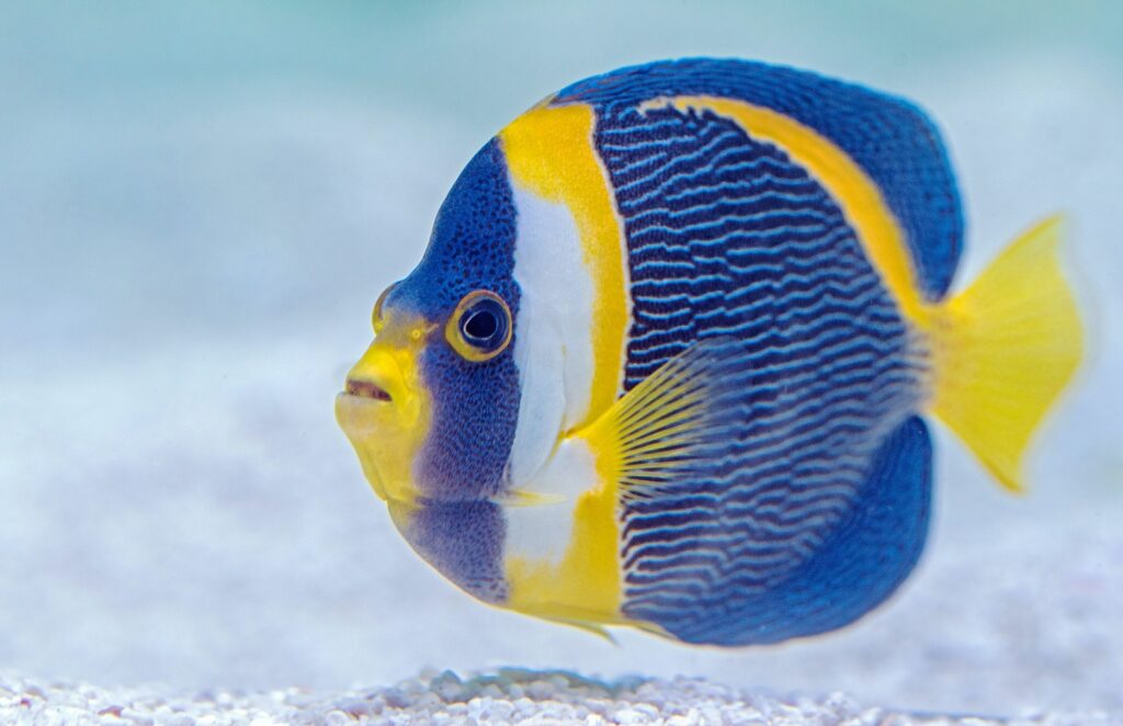 Choosing The Right Fish Food: A Guide To A Healthy And Happy Fish 6 Angelfish