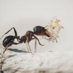 Pets & Animals: Pet Care, Feeding and Animal Guides 4 Ant Keeping Secrets - Proven Tips for Caring for Ants in Test Tubes