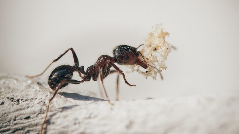 Ant Keeping Secrets - Proven Tips for Caring for Ants in Test Tubes