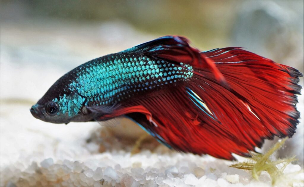 Choosing The Right Fish Food: A Guide To A Healthy And Happy Fish 5 Betta Fish