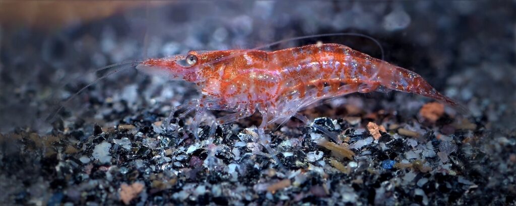 Choosing The Right Fish Food: A Guide To A Healthy And Happy Fish 11 Cherry Shrimp