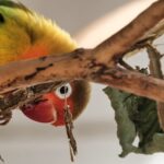 Pets & Animals: Pet Care, Feeding and Animal Guides 5 Complete Guide to Love Bird Care and Maintenance