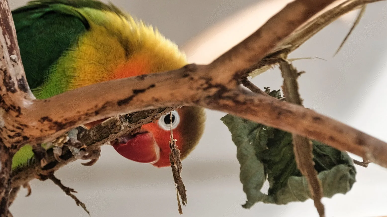 Complete Guide to Love Bird Care and Maintenance