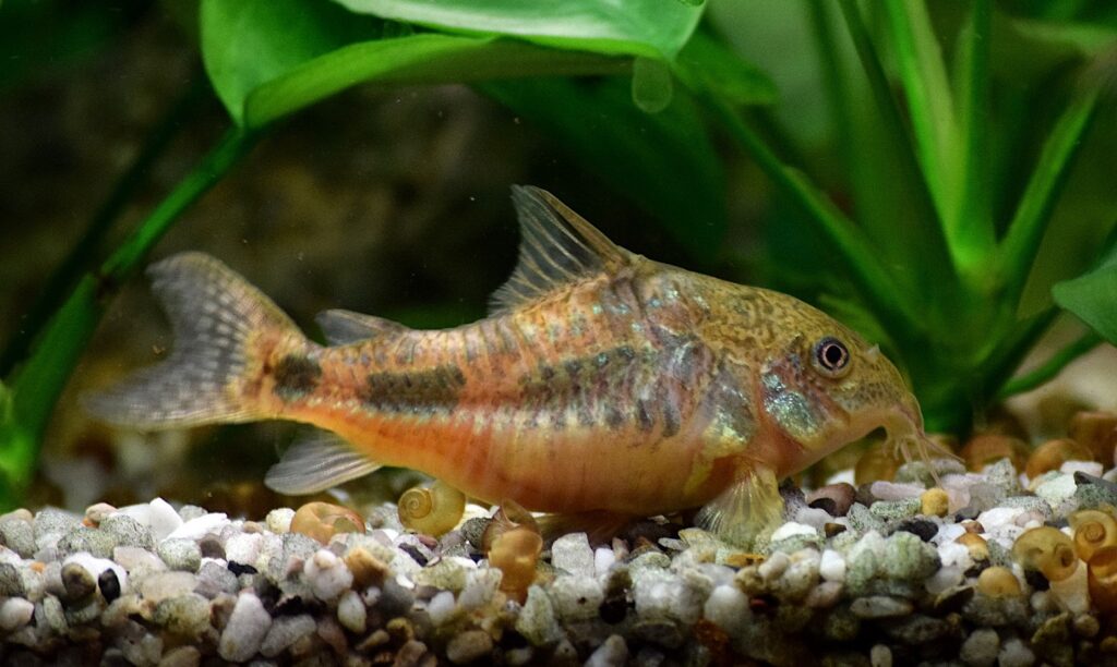 Choosing The Right Fish Food: A Guide To A Healthy And Happy Fish 7 Corydoras Catfish