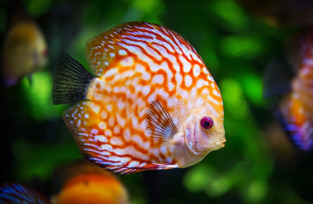 Choosing The Right Fish Food: A Guide To A Healthy And Happy Fish 8 Discus Fish