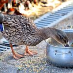 Pets & Animals: Pet Care, Feeding and Animal Guides 3 Duck Feed - Meeting the Nutritional Needs of Your Flock
