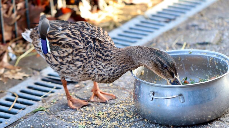 Duck Feed - Meeting the Nutritional Needs of Your Flock