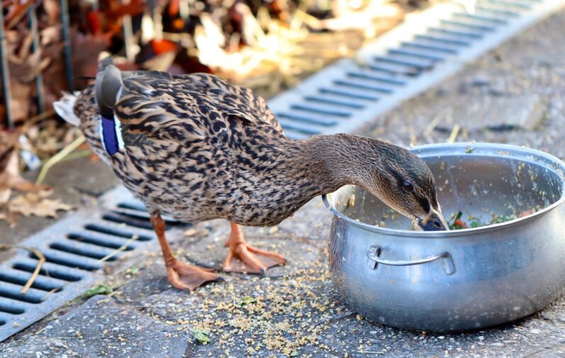 Duck Feed - Meeting the Nutritional Needs of Your Flock 2 Duck Feed - Meeting the Nutritional Needs of Your Flock