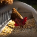 Pets & Animals: Pet Care, Feeding and Animal Guides 7 Essential Guide to Chicken Feed - Healthy Chickens Start with Healthy Feed