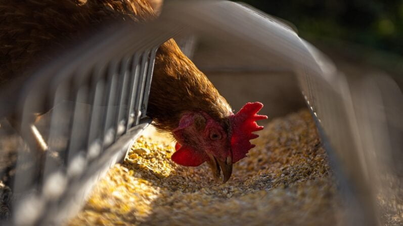 Guides: Awesome Shares By People 9 Essential Guide to Chicken Feed - Healthy Chickens Start with Healthy Feed