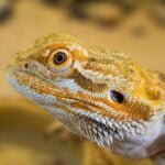 Pets & Animals: Pet Care, Feeding and Animal Guides 8 Exotic Pets