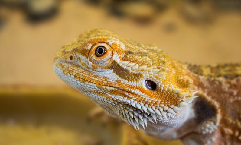 10 Best Exotic Pets: An Ownership Guide (With Pictures) 2 Exotic Pets