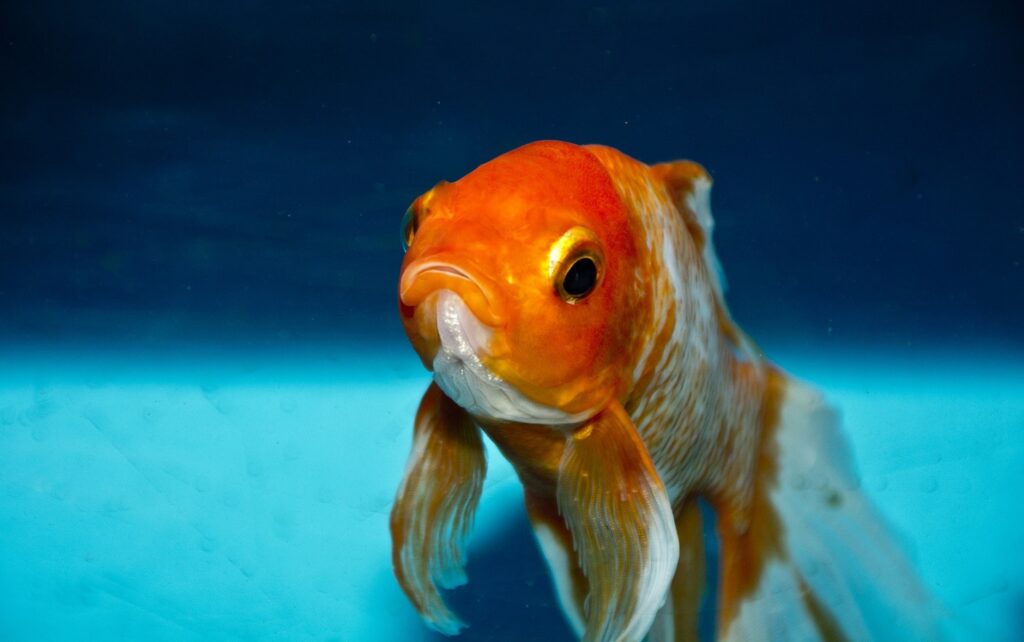 Choosing The Right Fish Food: A Guide To A Healthy And Happy Fish 4 Goldfish