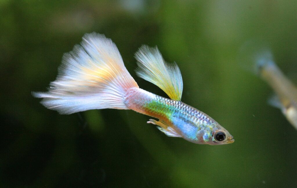 Choosing The Right Fish Food: A Guide To A Healthy And Happy Fish 2 Guppies
