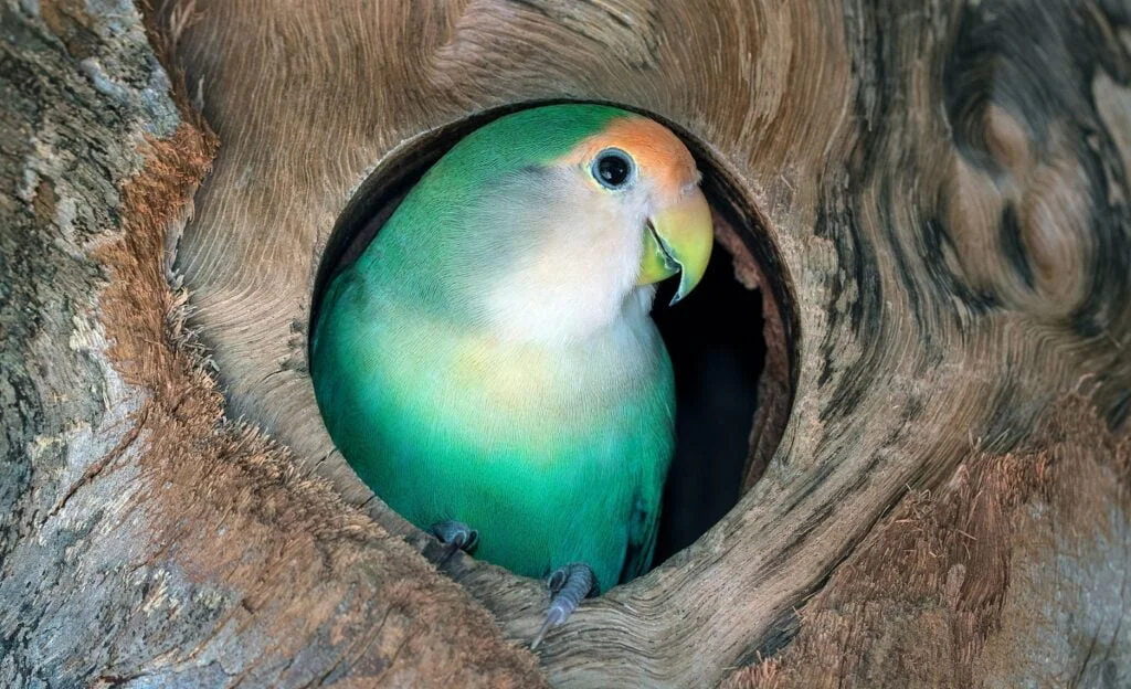 The Complete Guide To Love Bird Care And Maintenance 2 Lovebird