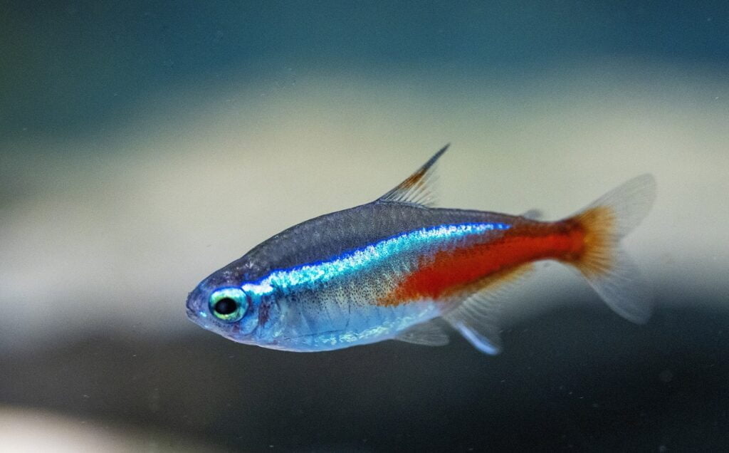 Choosing The Right Fish Food: A Guide To A Healthy And Happy Fish 3 Neon Tetras