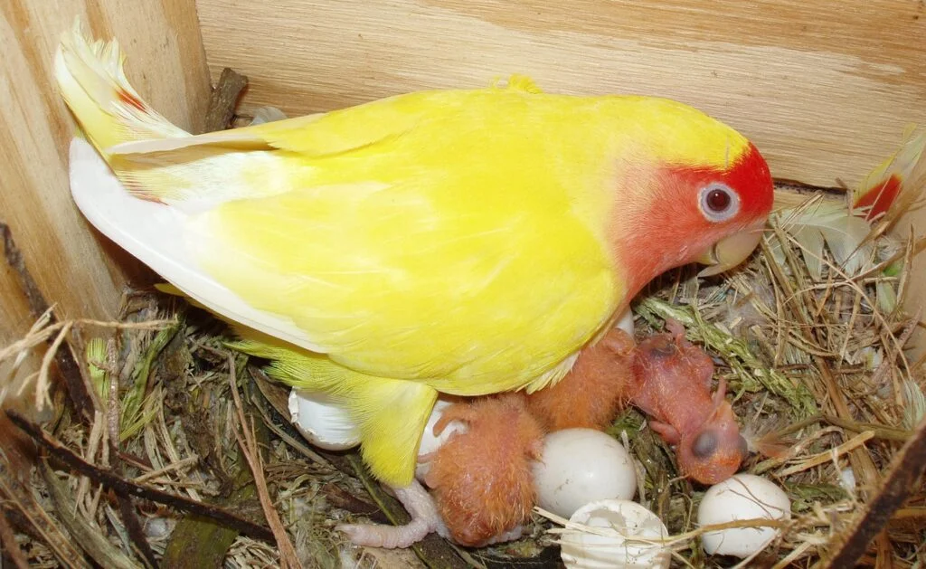 The Complete Guide To Love Bird Care And Maintenance 7 Newly hatched Agapornis roseicollis in nest