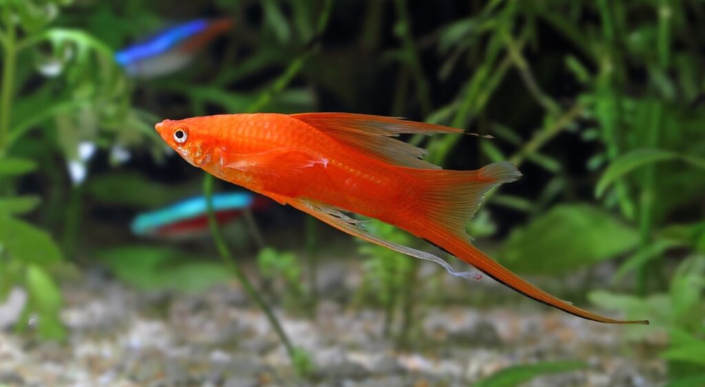 Choosing The Right Fish Food: A Guide To A Healthy And Happy Fish 10 Swordtails