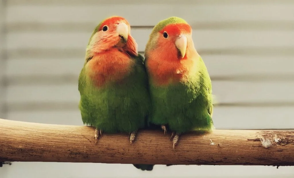 The Complete Guide To Love Bird Care And Maintenance 5 Socializing your bird