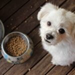 Pets & Animals: Pet Care, Feeding and Animal Guides 6 The Dog Food Dilemma: 22 Common Questions Answered