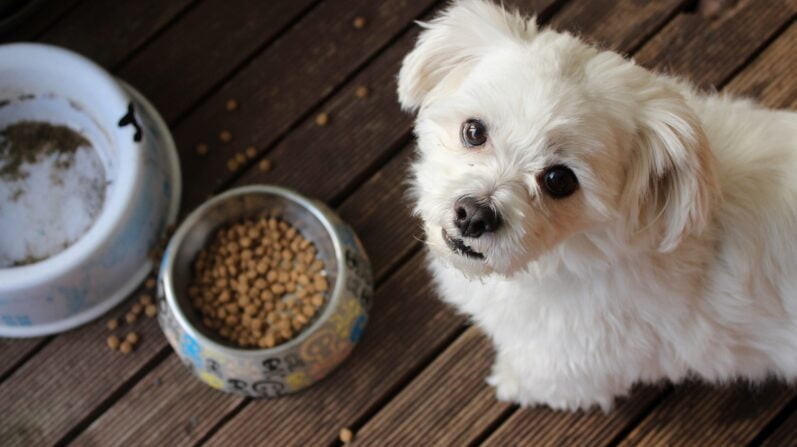 The Dog Food Dilemma: 22 Common Questions Answered