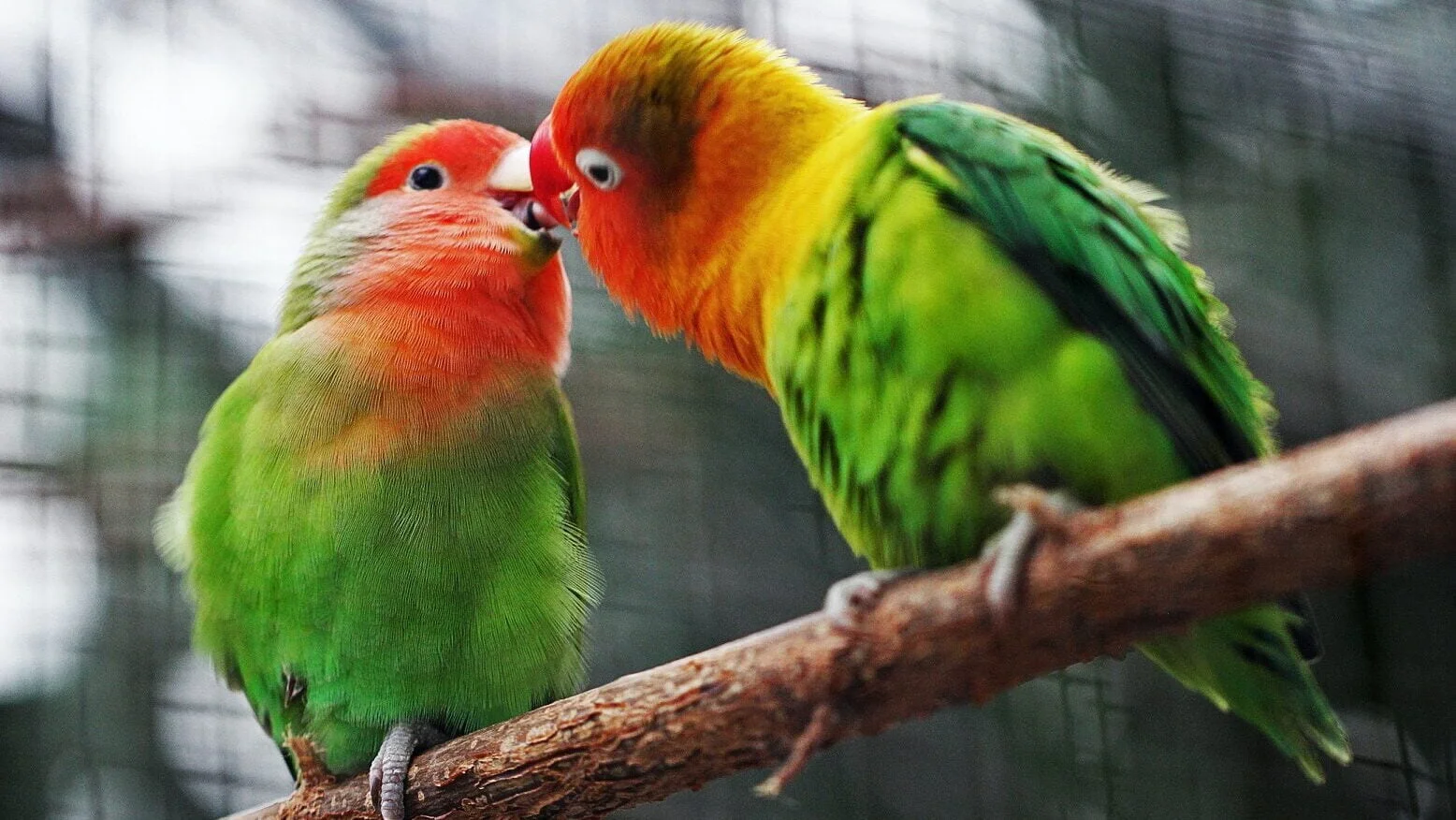 The Complete Guide To Love Bird Care And Maintenance 6 Lovebird Breeding and Reproduction