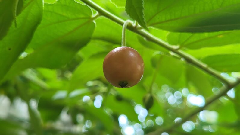 Gardening: For Green-Fingered People 9 Aratiles Tree Benefits And Its Fascinating Facts