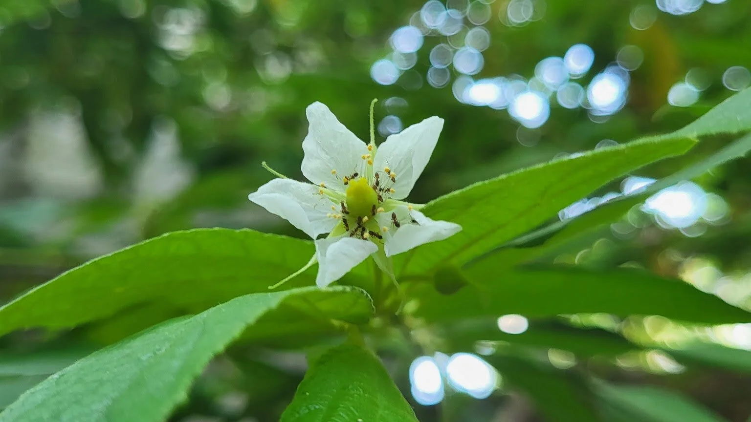Aratiles Tree Benefits And Fascinating Facts About It 3 Fascinating Facts About the Aratiles Tree