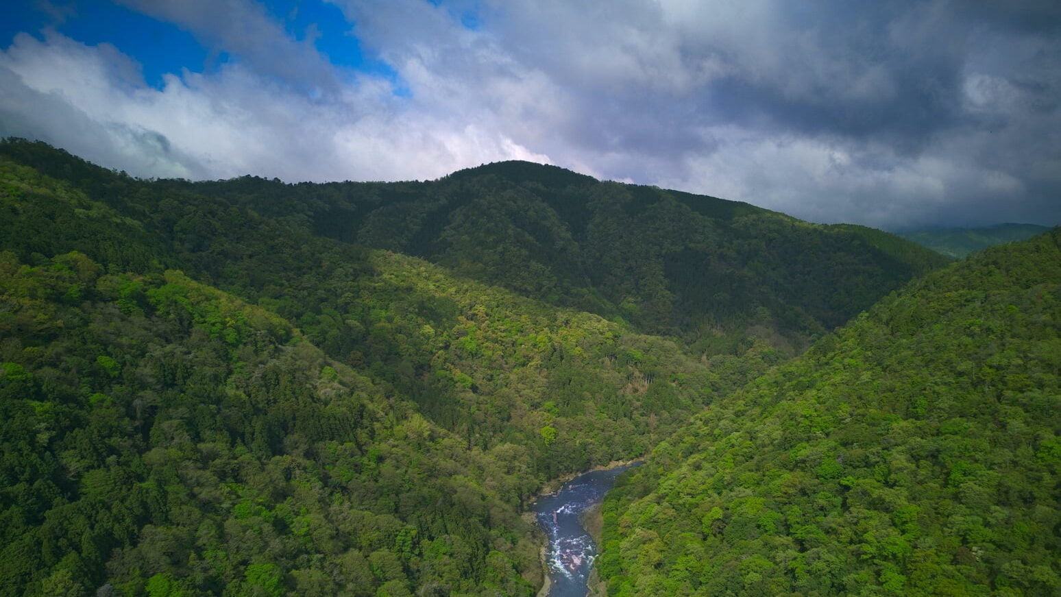 Termite Resistant Woods In The Philippines Money For My Beer