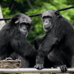 Pets & Animals: Pet Care, Feeding and Animal Guides 2 Why Do Chimpanzees Eat Monkeys Exploring the Fascinating Relationship and Facts About Them