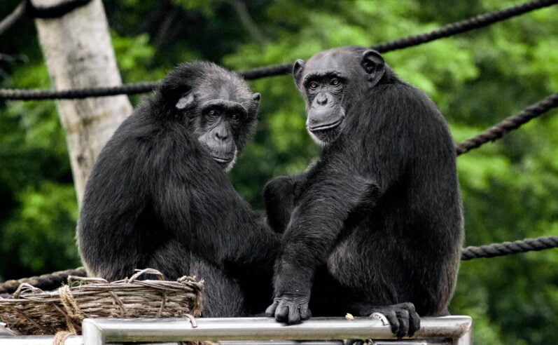 Why Do Chimpanzees Eat Monkeys? And Fascinating Facts About Them 2 Why Do Chimpanzees Eat Monkeys Exploring the Fascinating Relationship and Facts About Them