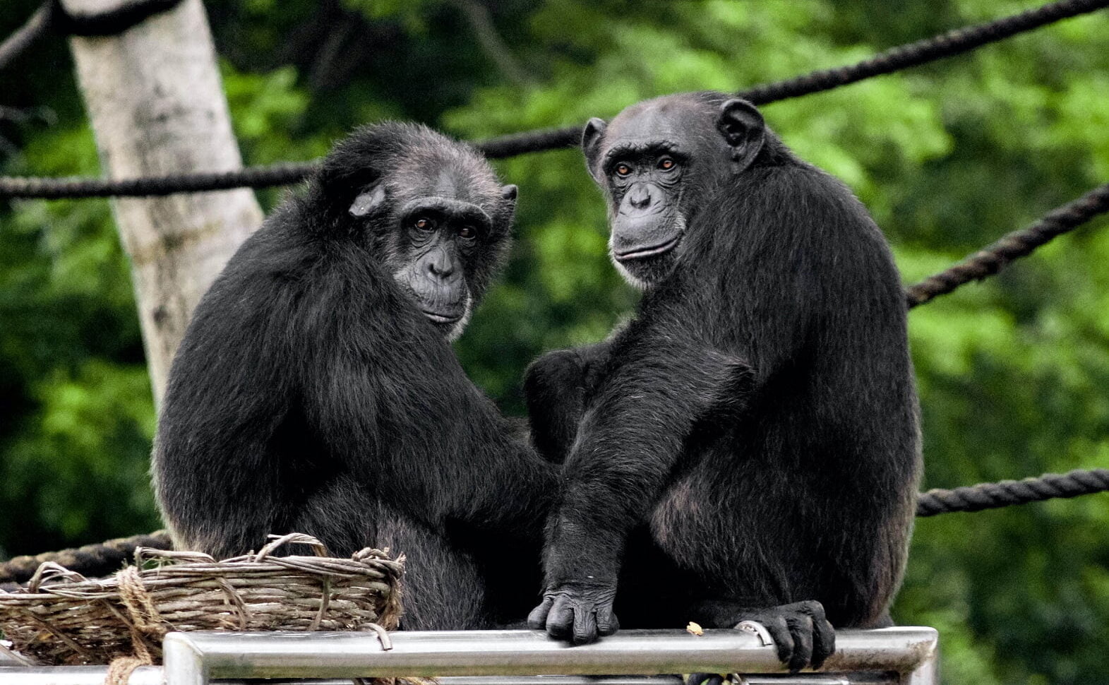 Why Do Chimpanzees Eat Monkeys Exploring the Fascinating Relationship and Facts About Them