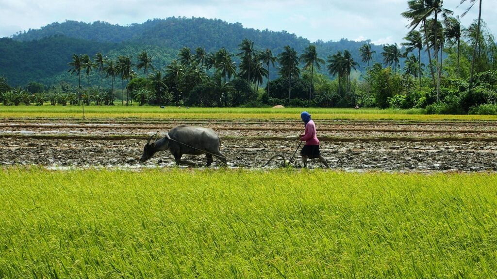 10 Most Common Crops In The Philippines: A Comprehensive Overview 2 Brief Overview of Agriculture in the Philippines