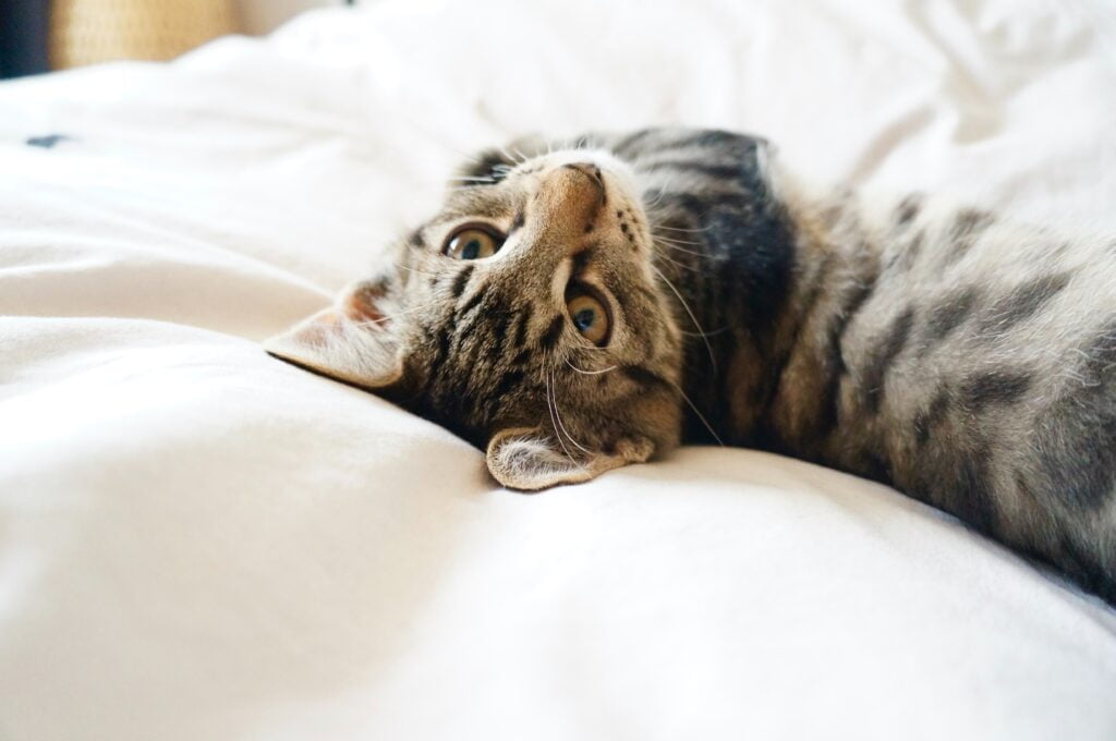 Clingy Cat Code: 6 Efficient Tips In Decoding Feline Behavior 3 A cat lying on a bed.