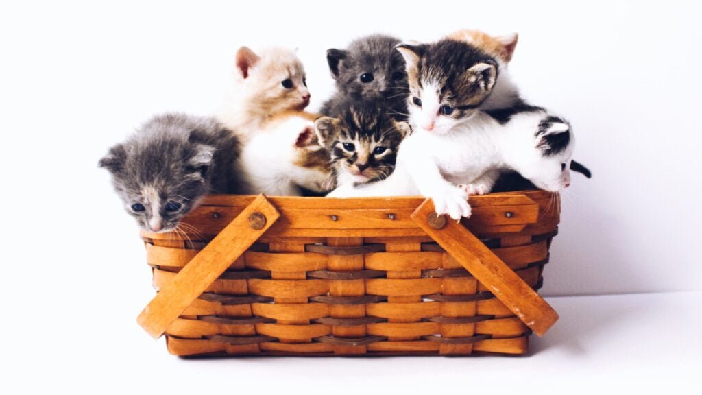 Clingy Cat Code: 6 Efficient Tips In Decoding Feline Behavior 7 A group of kittens in a basket.