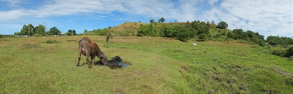 Carabao Grass: Your Guide To A Greener Landscape 4 Landscape, scenery of grasslands, grazing, carabaos bathing, mating, cattle upon the hills of Tarlac Province in the Philippines.